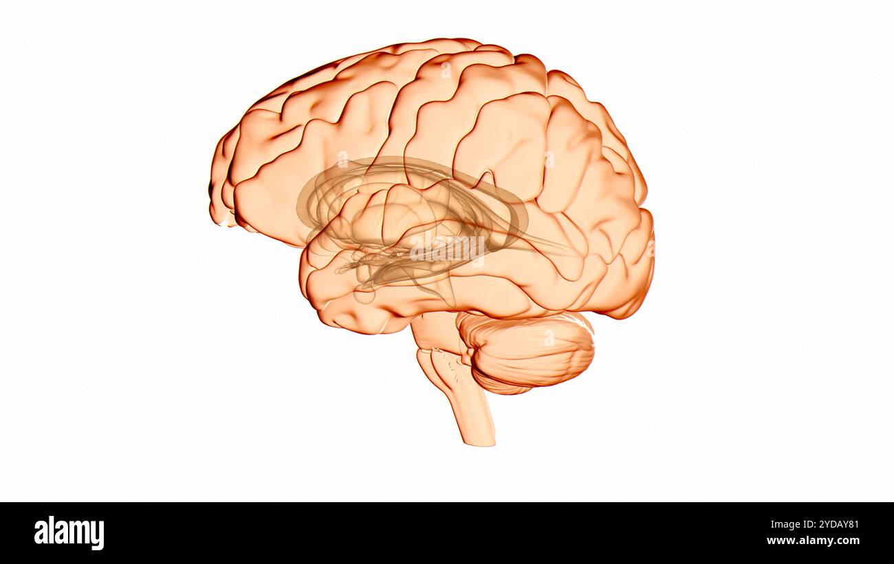 Illustration du cerveau humain, organe central du système nerveux humain. Banque D'Images