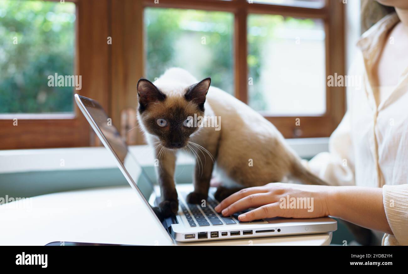 Animaux chat agissant comme un humain. Chat travaillant chez ordinateur portable Banque D'Images