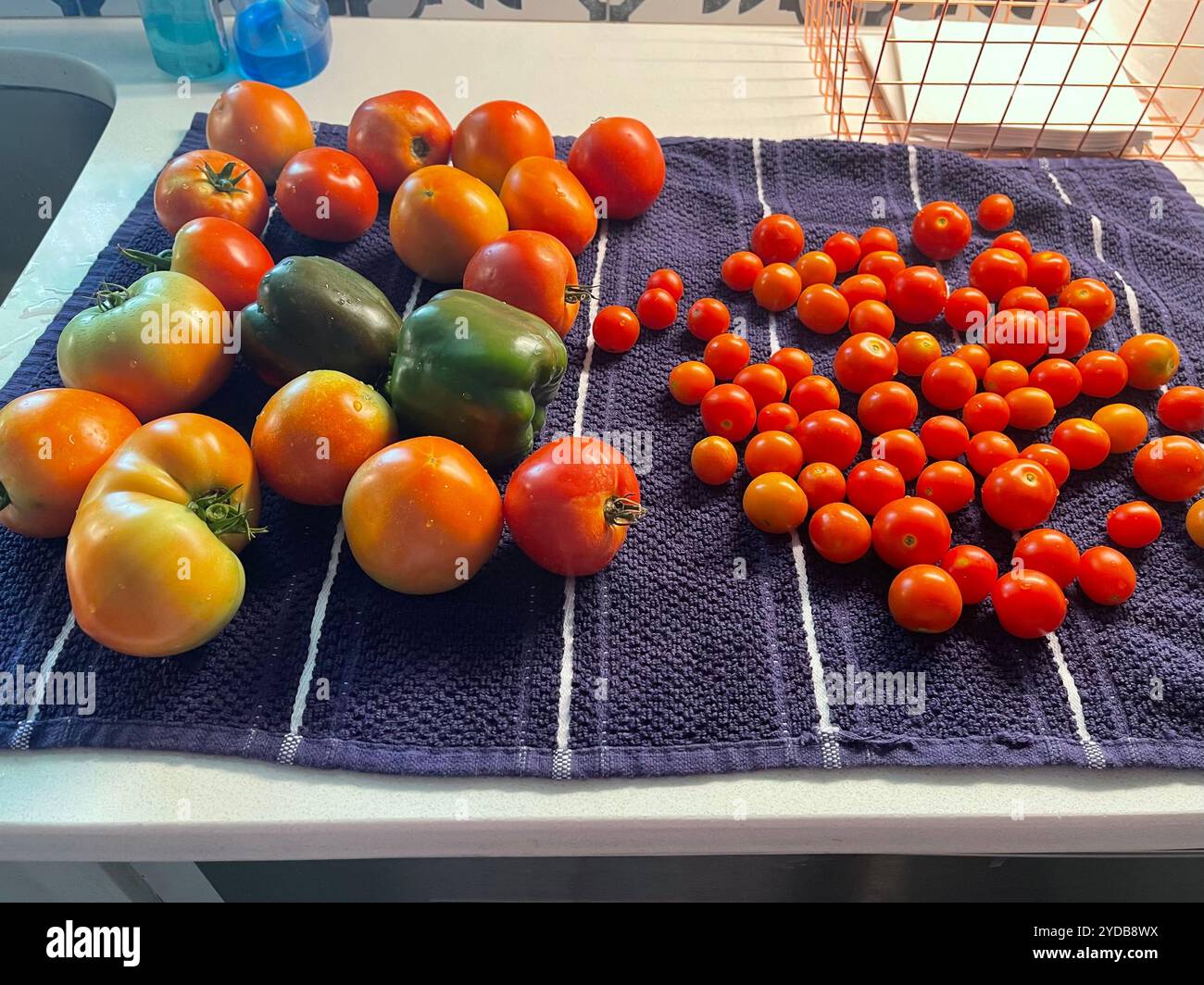 Tomates fraîchement lavées et cueillies et poivrons doux affichés sur un comptoir de cuisine. Kansas, États-Unis Banque D'Images