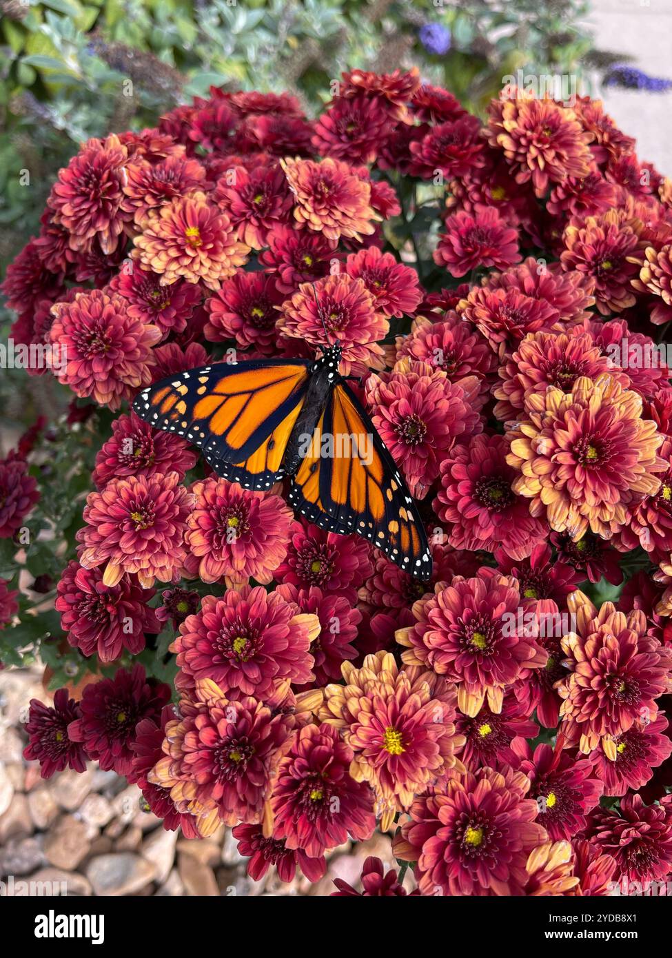 Papillon monarque, Danaus plexipus, reposant sur le Chrysanthemum 'Bronze d'automne', Chrysanthemum rubellum, floraison en automne.Kansas, États-Unis Banque D'Images