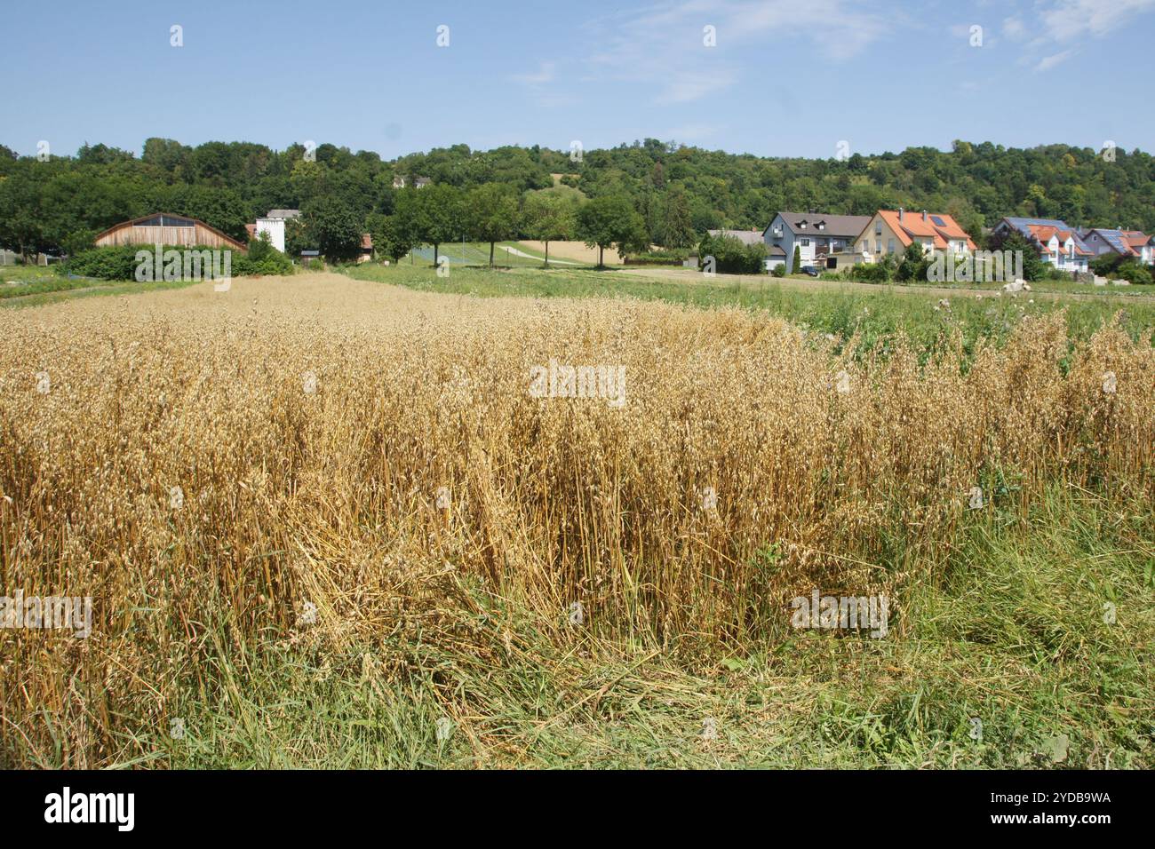 Avena sativa, avoine Banque D'Images