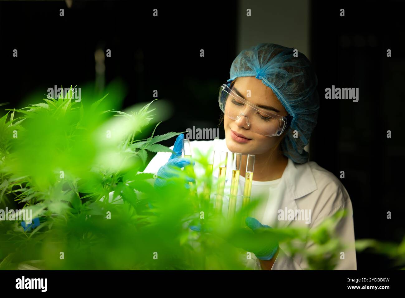 Scientifique à la ferme de cannabis avec de l'huile de cannabis extraite parmi les plantes de cannabis poussant de belles feuilles dans la plante Banque D'Images