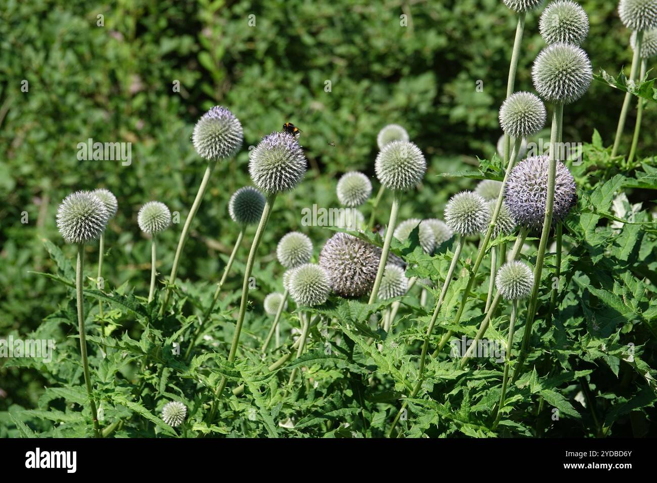 Echinops sphaerocephalus, chardon glandulaire Banque D'Images