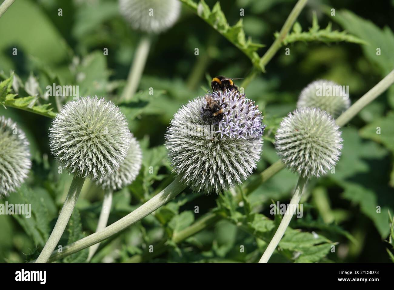 Echinops sphaerocephalus, chardon glandulaire Banque D'Images