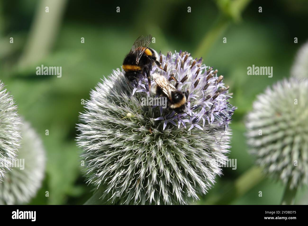 Echinops sphaerocephalus, chardon glandulaire Banque D'Images