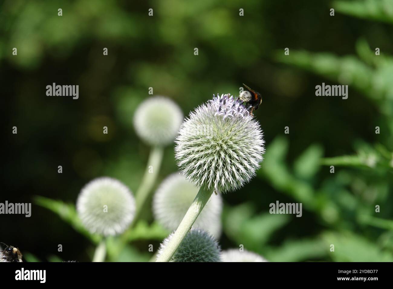 Echinops sphaerocephalus, chardon glandulaire Banque D'Images