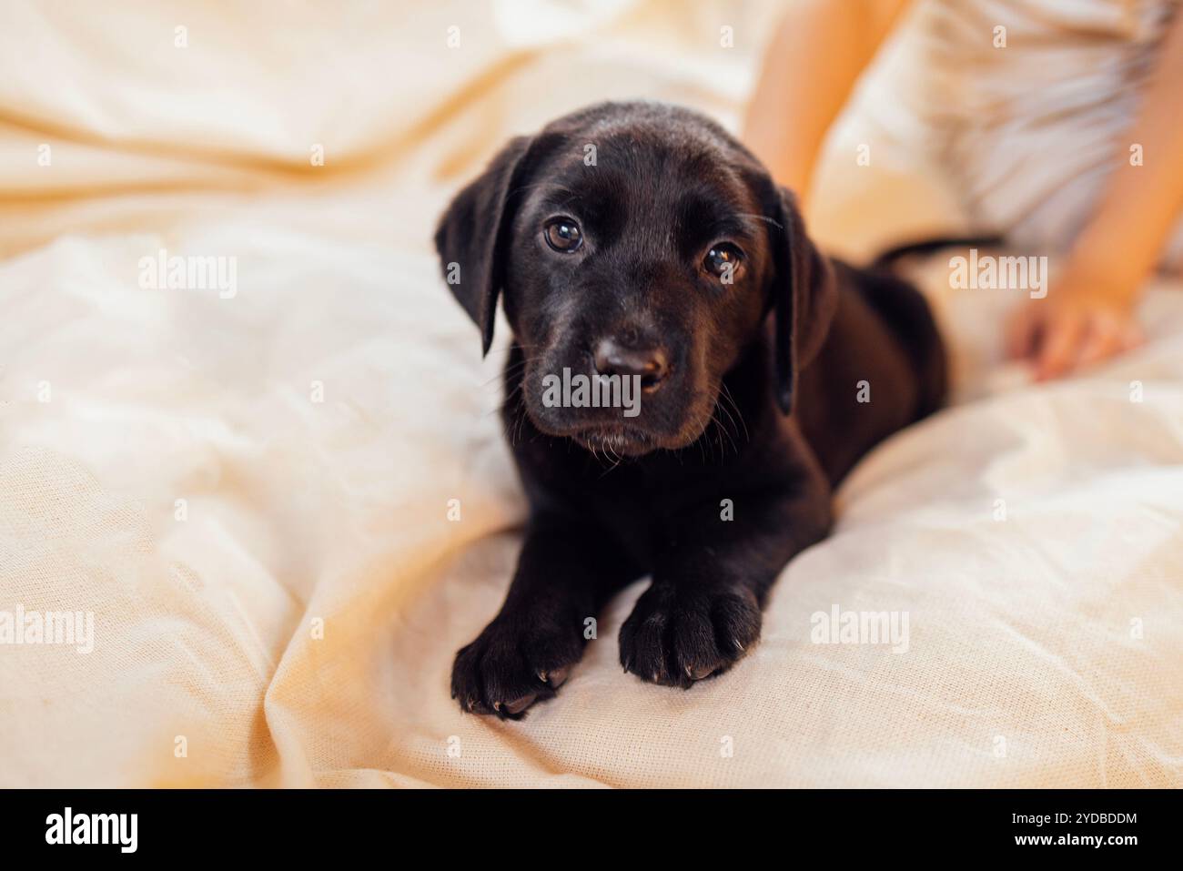 Gros plan d'un chiot noir mignon sur une couverture crème douce et confortable. Un chien Labrador mignon sur un fond beige. Un animal de compagnie sur le canapé à ho Banque D'Images Gros plan d'un chiot noir mignon sur une couverture crème douce et confortable. Un chien Labrador mignon sur un fond beige. Un animal de compagnie sur le canapé à ho Banque D'Images