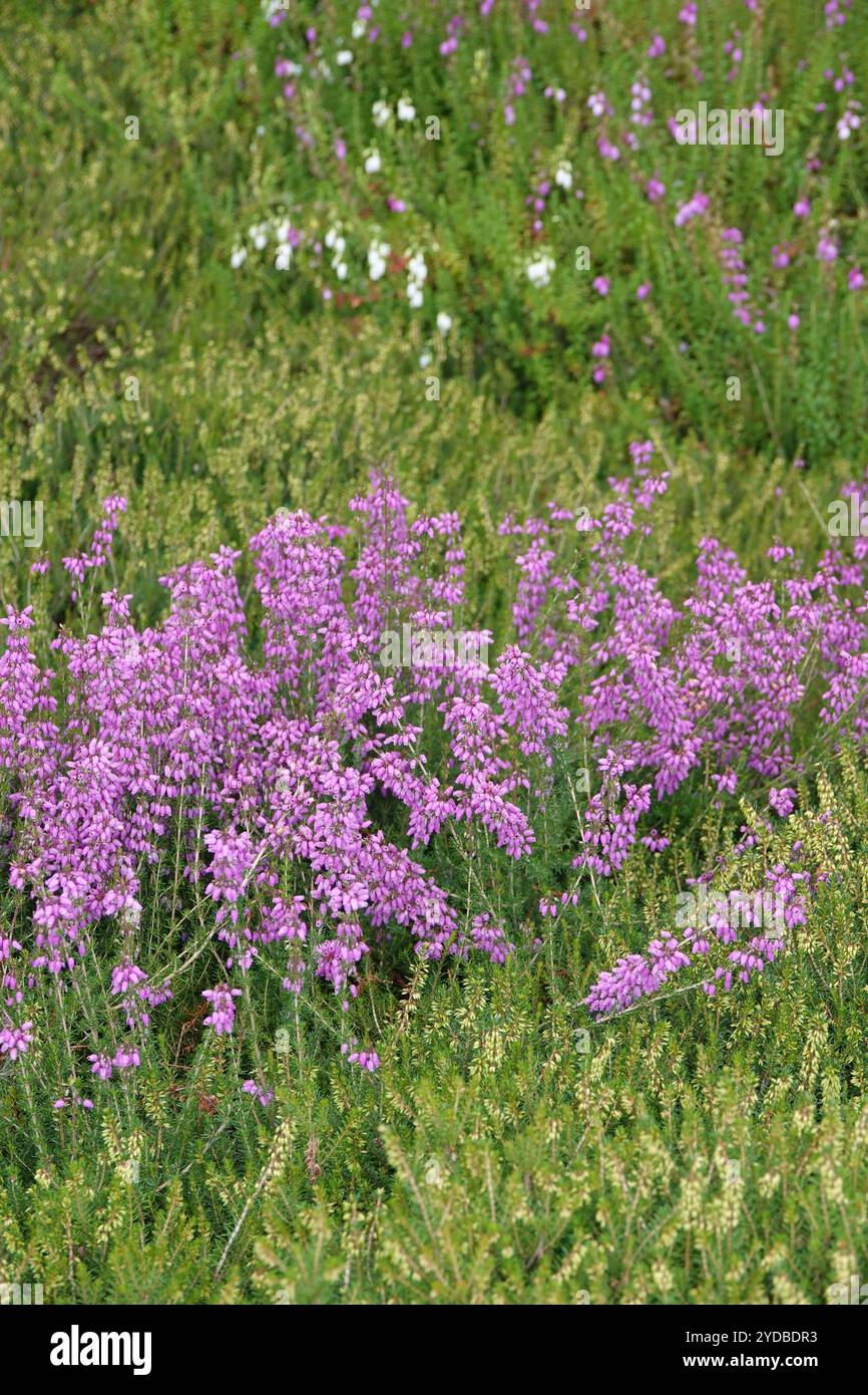 Erica cinerea, cloche Banque D'Images