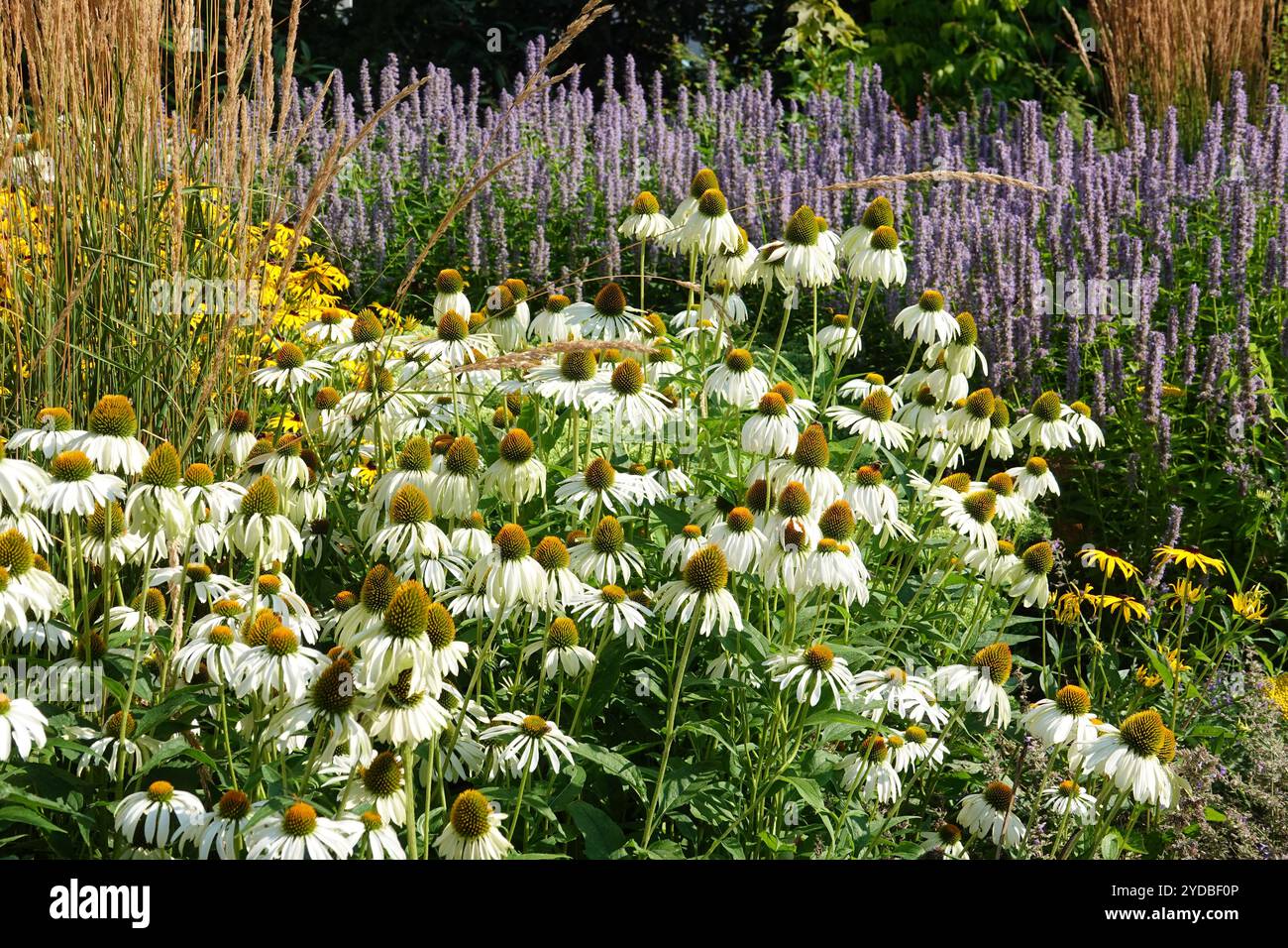 Rudbeckia White Swan, caillebotis blanc Banque D'Images