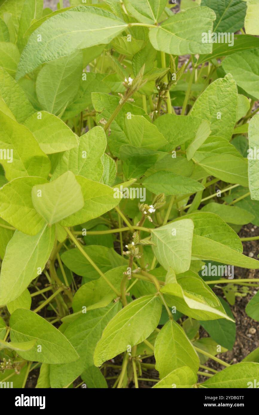 Glycine max, soja, fleurs Banque D'Images