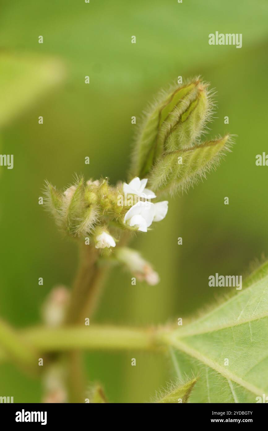 Le soja, Glycine max Banque D'Images