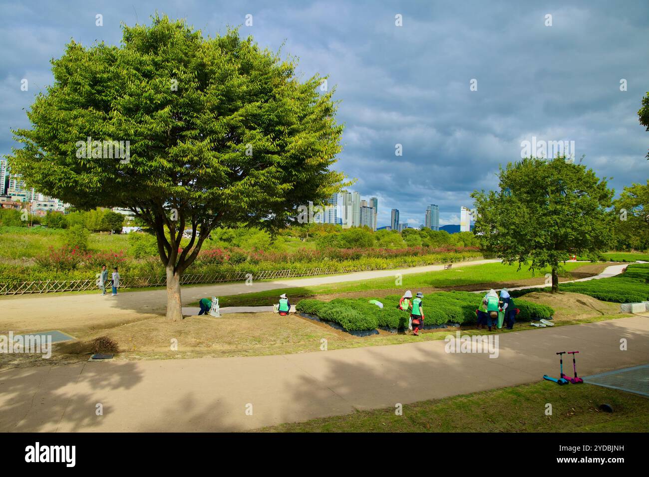 Ulsan, Corée du Sud - 5 octobre 2024 : les travailleurs entretiennent la verdure du jardin national de la rivière Taehwa, entouré de plantes et d'arbres luxuriants, avec la ville Banque D'Images