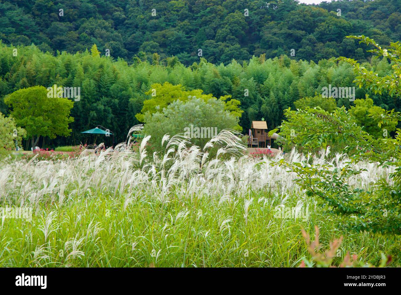 Ulsan, Corée du Sud - 5 octobre 2024 : une vue de hautes herbes se balançant doucement à côté d'une verdure de bambous luxuriante dans le jardin national de la rivière Taehwa, avec un fond Banque D'Images