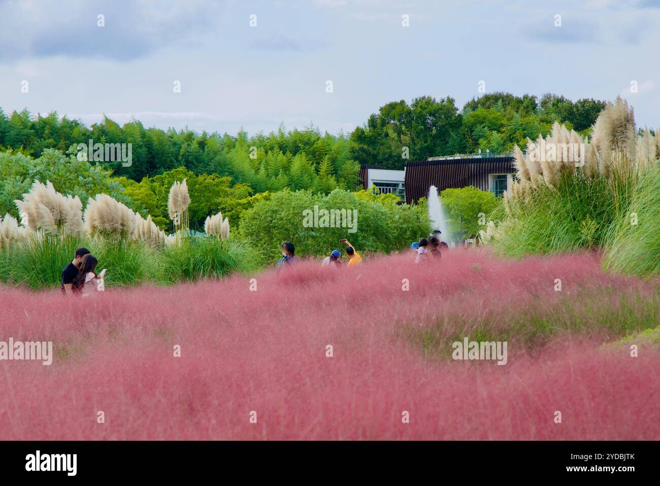 Ulsan, Corée du Sud - 5 octobre 2024 : L'herbe muhly rose oscille doucement dans la brise au jardin national de la rivière Taehwa, avec une fontaine d'eau et gr Banque D'Images