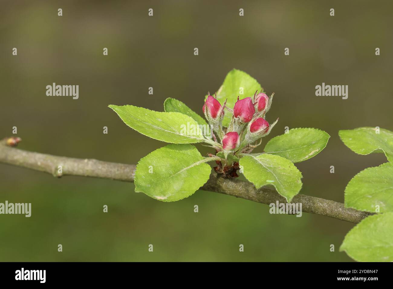 Fleurs de pomme (Malus), fleurs rouges encore fermées, Wilnsdorf, Nordrhein. Westphalie, Allemagne, Europe Banque D'Images