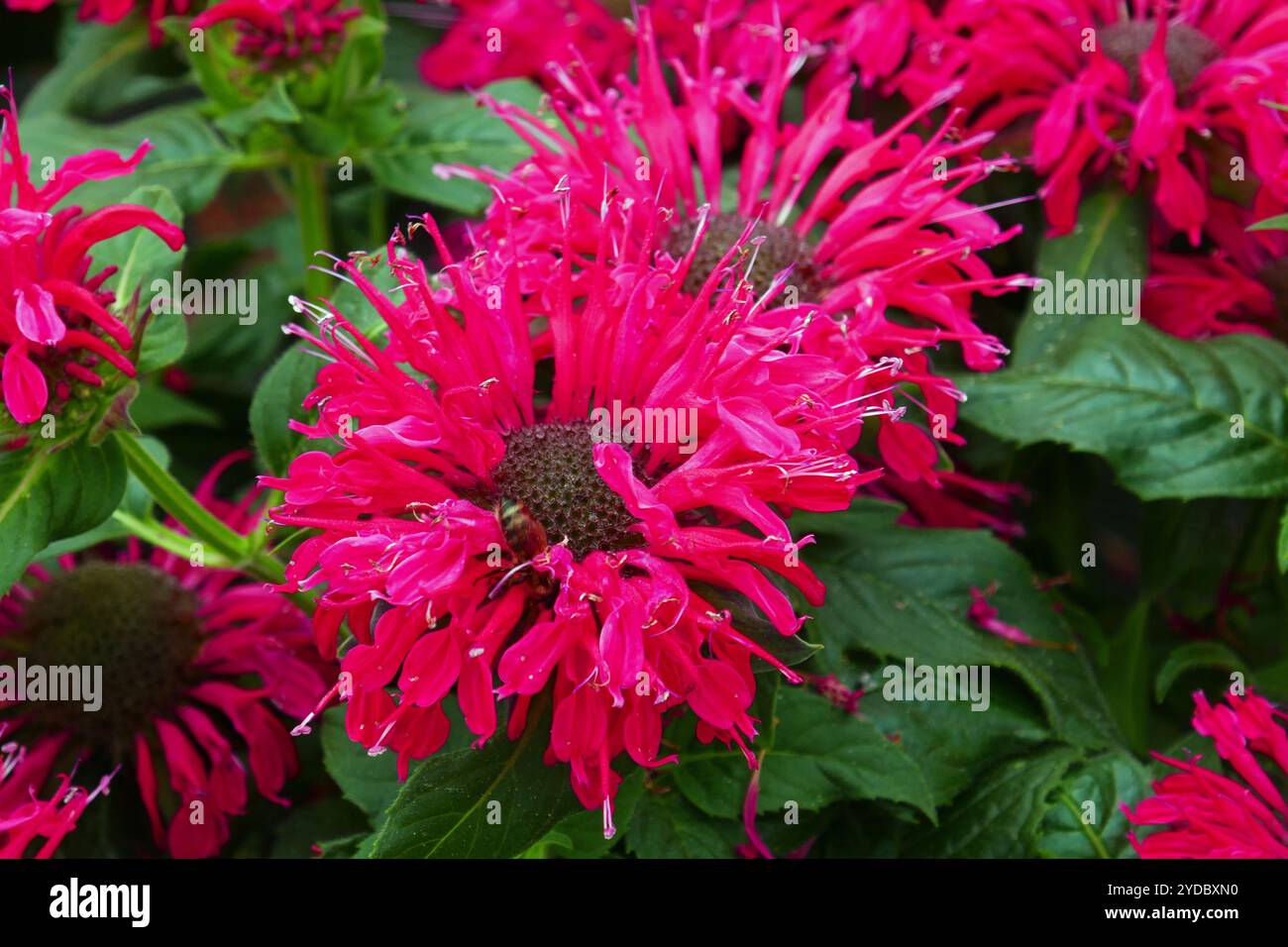 Ortie indienne Banque D'Images