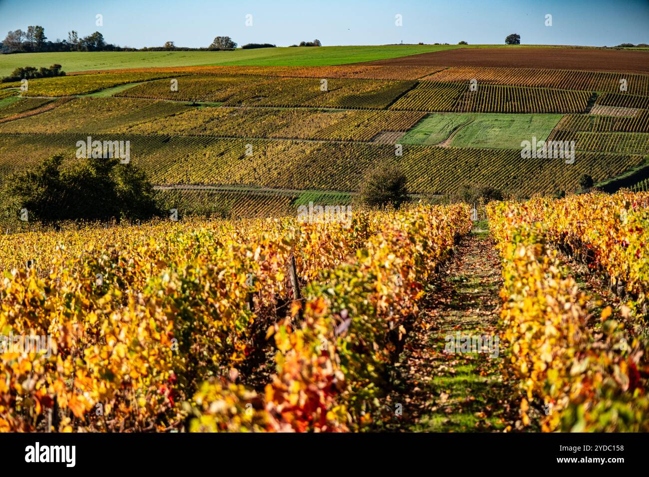 Un patchwork de vignes dans la région viticole de Sancerre dans la vallée de la Loire en France Banque D'Images