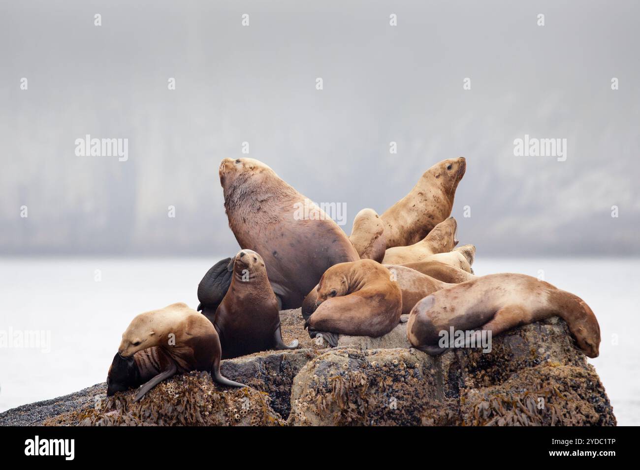 Steller Sea lion - Eumetopias jubatus - également connu sous le nom de lion de mer du nord et de lion de mer de Steller, Parc national de Kenai Fjords, Alaska, États-Unis Banque D'Images