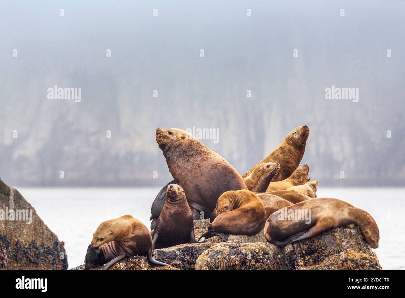 Steller Sea lion - Eumetopias jubatus - également connu sous le nom de lion de mer du nord et de lion de mer de Steller, Parc national de Kenai Fjords, Alaska, États-Unis Banque D'Images