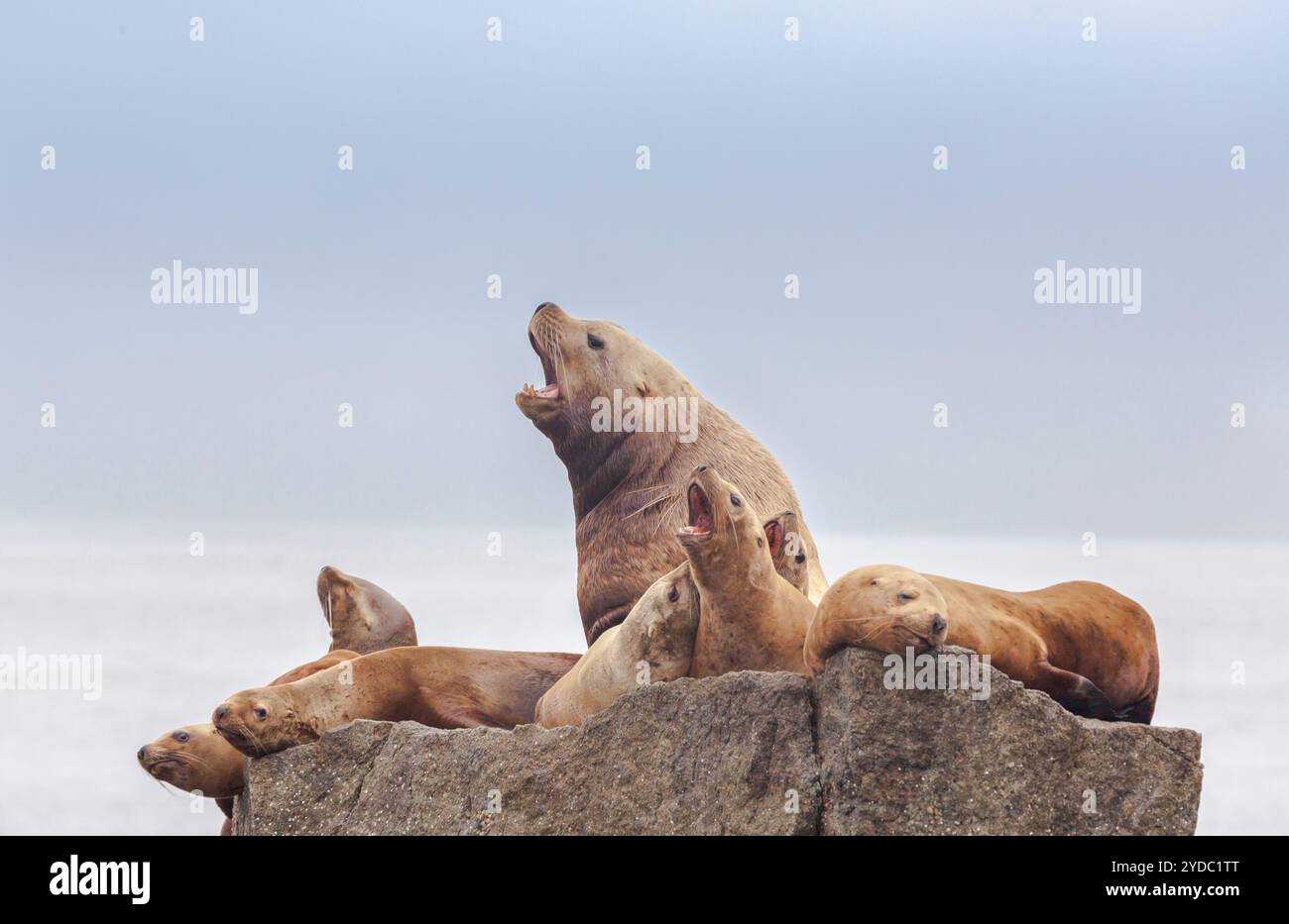 Steller Sea lion - Eumetopias jubatus - également connu sous le nom de lion de mer du nord et de lion de mer de Steller, Parc national de Kenai Fjords, Alaska, États-Unis Banque D'Images