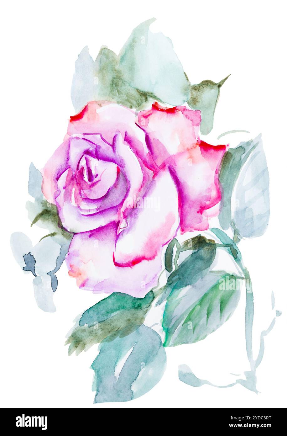 Aquarelle rose rose peinte à la main, isolée sur blanc Banque D'Images