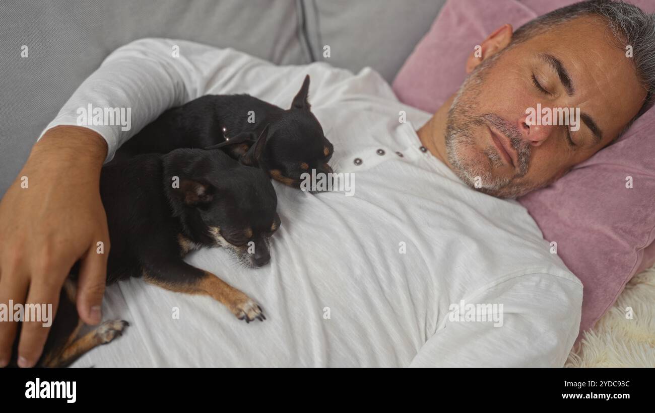 Homme hispanique d'âge moyen dormant dans un salon avec deux chiens chihuahua reposant sur sa poitrine. Banque D'Images