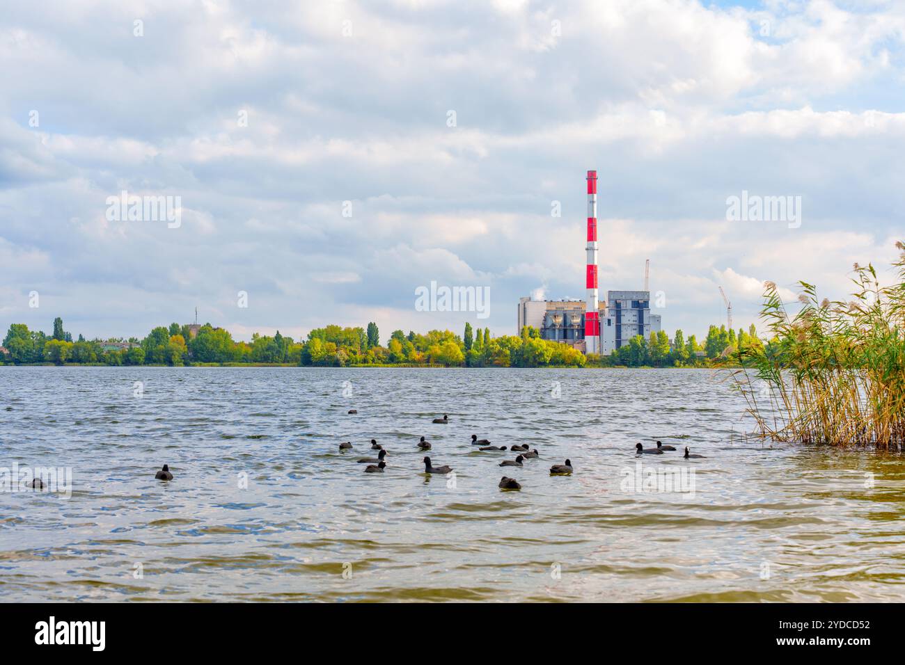Canards nageant dans un lac avec une usine d'incinération des déchets en arrière-plan, entourés de verdure sous un ciel nuageux. Banque D'Images