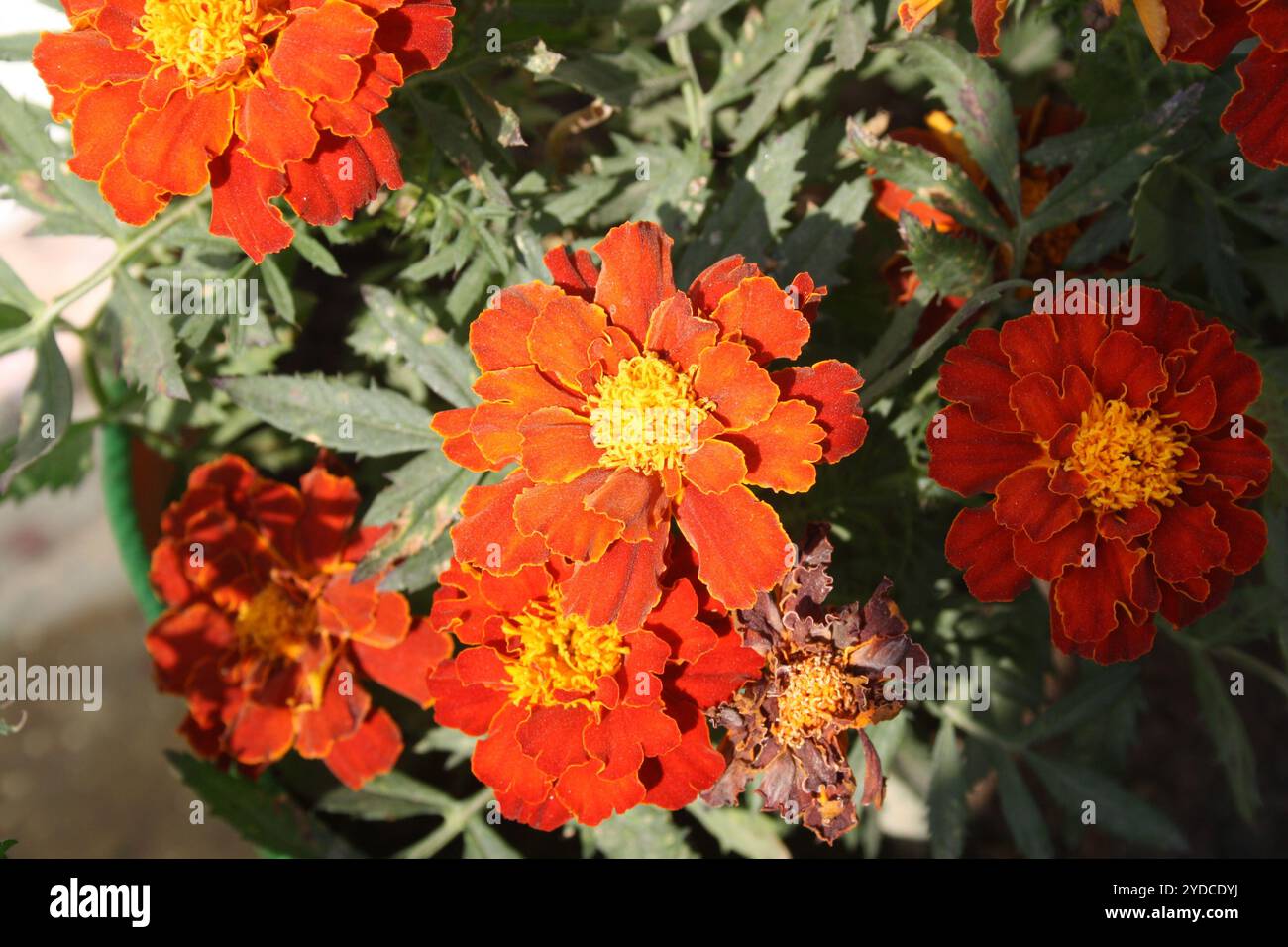 Cultivar «Cerise rouge» de souci français (Tagetes patula) planté en pot. Banque D'Images