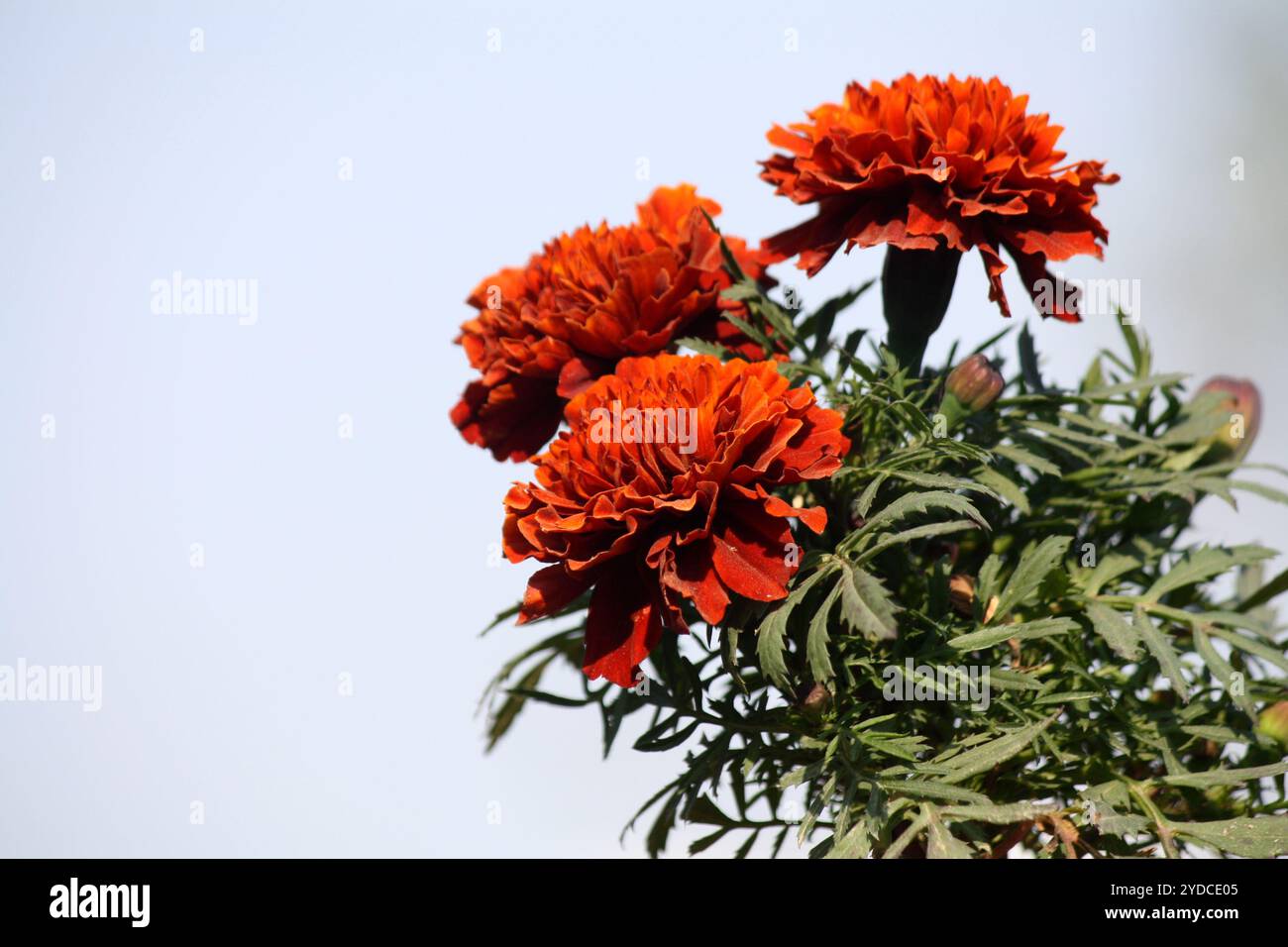 Cultivar «Cerise rouge» de souci français (Tagetes patula) planté en pot. Banque D'Images