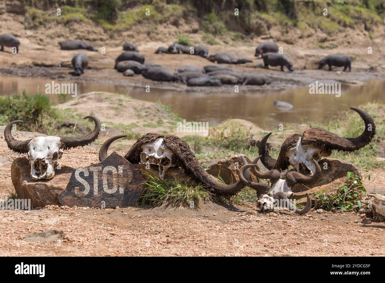 Panneau d'avertissement près d'une rivière où les hippopopotimus dorment pendant la journée, Masai Mara, Kenya, Afrique Banque D'Images