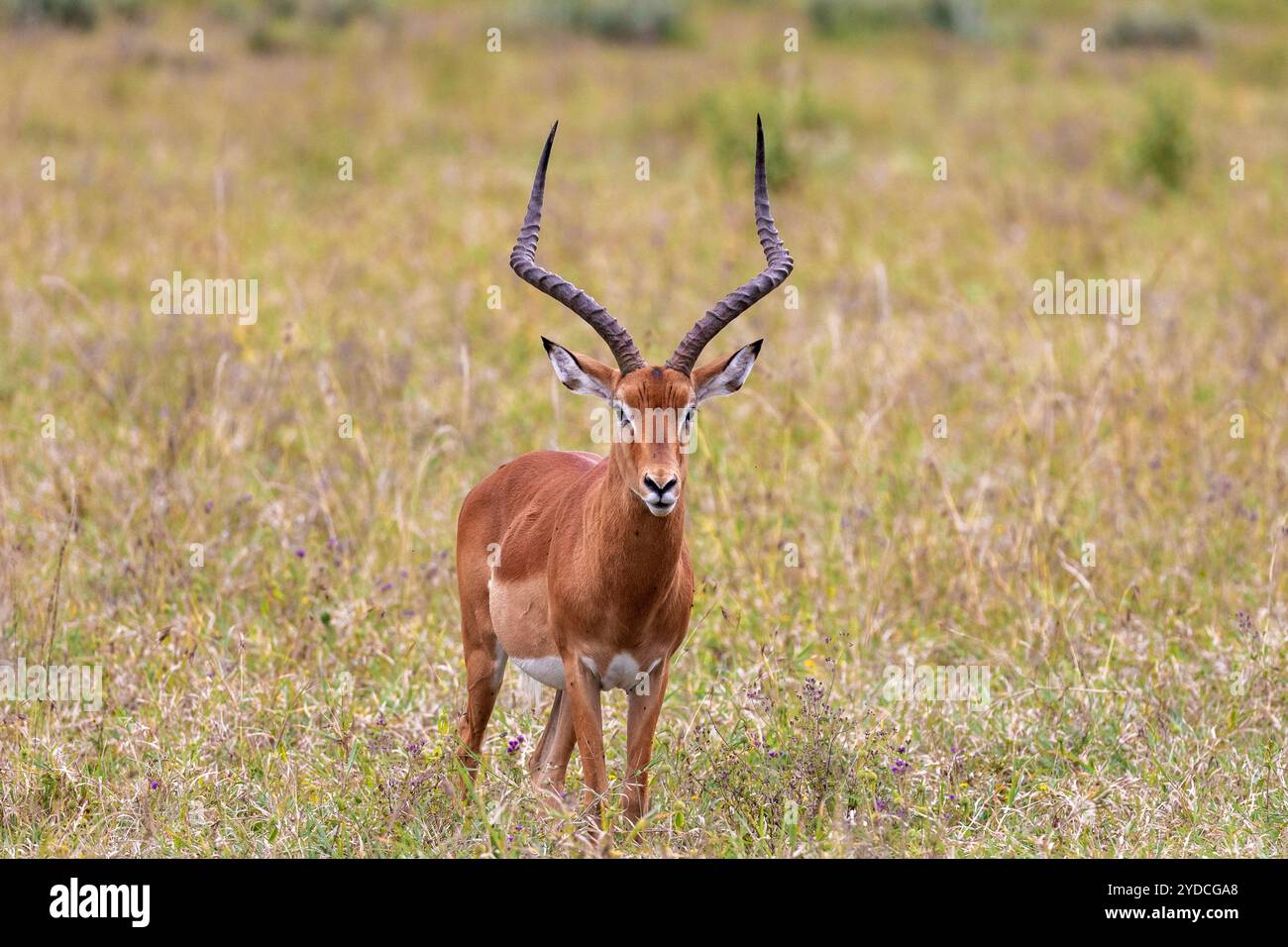 L'une des antilopes les plus courantes, l'Impala, est une espèce d'antilope de taille moyenne avec un long cou, un corps mince et un pelage bronzé coloré Banque D'Images