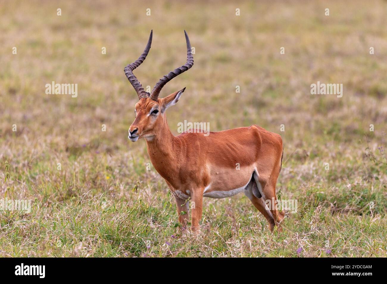 L'une des antilopes les plus courantes, l'Impala, est une espèce d'antilope de taille moyenne avec un long cou, un corps mince et un pelage bronzé coloré Banque D'Images