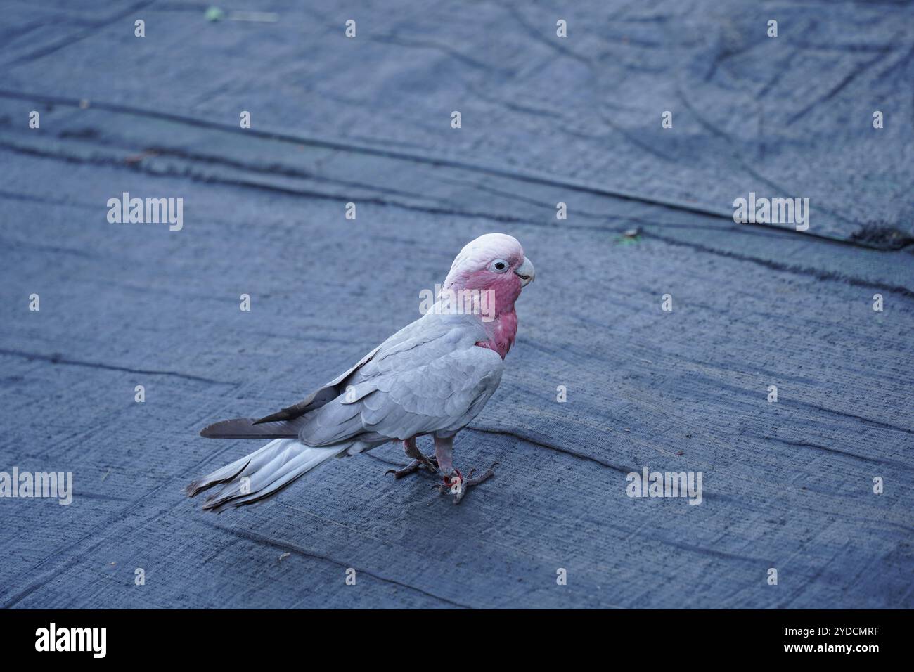 Galah Cockatoo oiseau. C'est également connu sous le nom de Cockatoo rose, Rose Cockatoo ou Rose Cockatoo. Banque D'Images