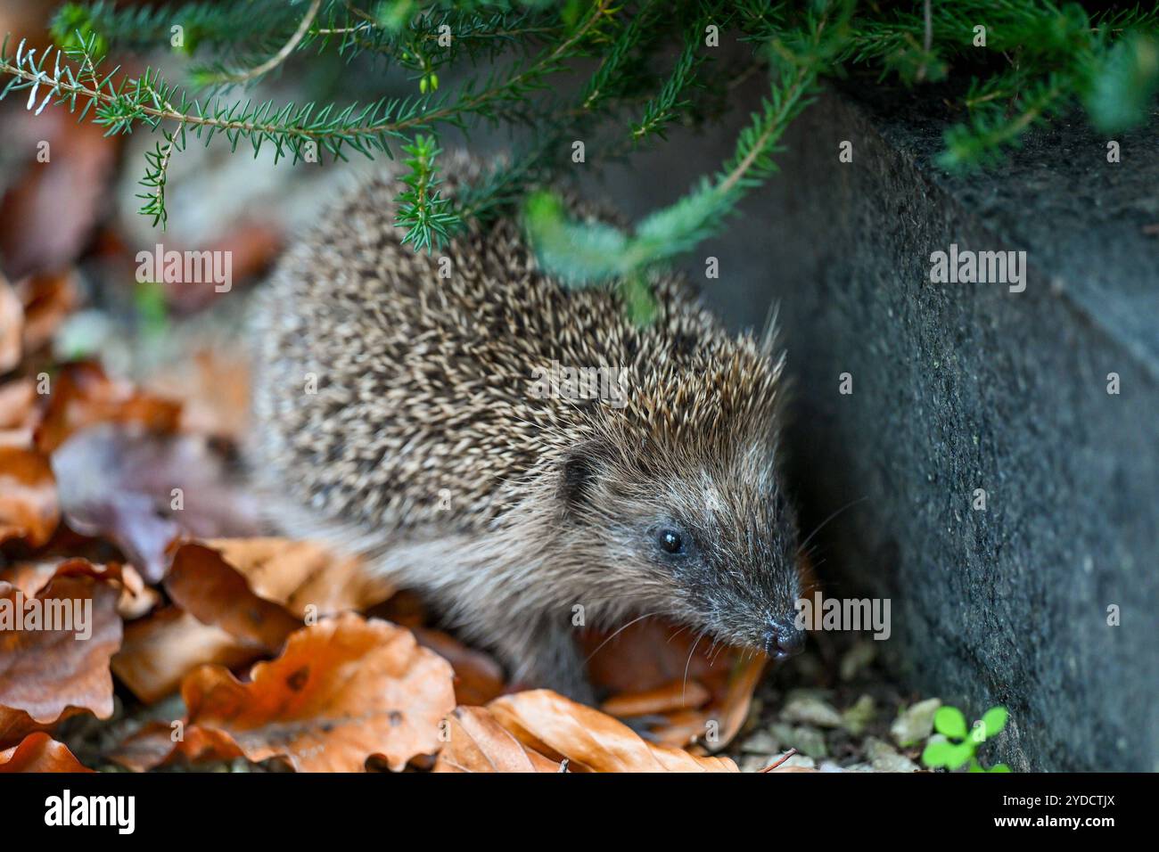 Igel, Wildtier, Waldbewohner 26.10.2024, Linz, AUT, Tiere im Bild Igel, Wildtier, Waldbewohner Die Igel bilden eine Familie von Saeugetieren, deren in Europa bekannteste Vertreter die Arten Braunbrustigel und Noerdlicher Weißbrustigel sind. Der Braunbrustigel ist die in West- und Mitteleuropa typischerweise anzutreffende Art. Quer durch das oestliche Mitteleuropa vom westlichen polen über Tschechien, Oesterreich bis zur norditalienischen Adriakueste erstreckt sich ein etwa 200 kilomètres Breiter Bereich, in dem sich das Verbreitungsgebiet des Braunbrustigels mit dem des Weißbrustigels ueberlapp Banque D'Images