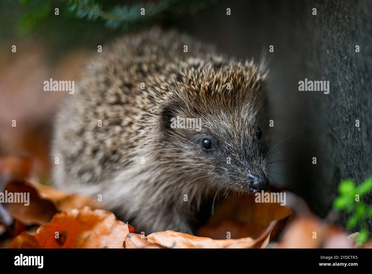 Igel, Wildtier, Waldbewohner 26.10.2024, Linz, AUT, Tiere im Bild Igel, Wildtier, Waldbewohner Die Igel bilden eine Familie von Saeugetieren, deren in Europa bekannteste Vertreter die Arten Braunbrustigel und Noerdlicher Weißbrustigel sind. Der Braunbrustigel ist die in West- und Mitteleuropa typischerweise anzutreffende Art. Quer durch das oestliche Mitteleuropa vom westlichen polen über Tschechien, Oesterreich bis zur norditalienischen Adriakueste erstreckt sich ein etwa 200 kilomètres Breiter Bereich, in dem sich das Verbreitungsgebiet des Braunbrustigels mit dem des Weißbrustigels ueberlapp Banque D'Images