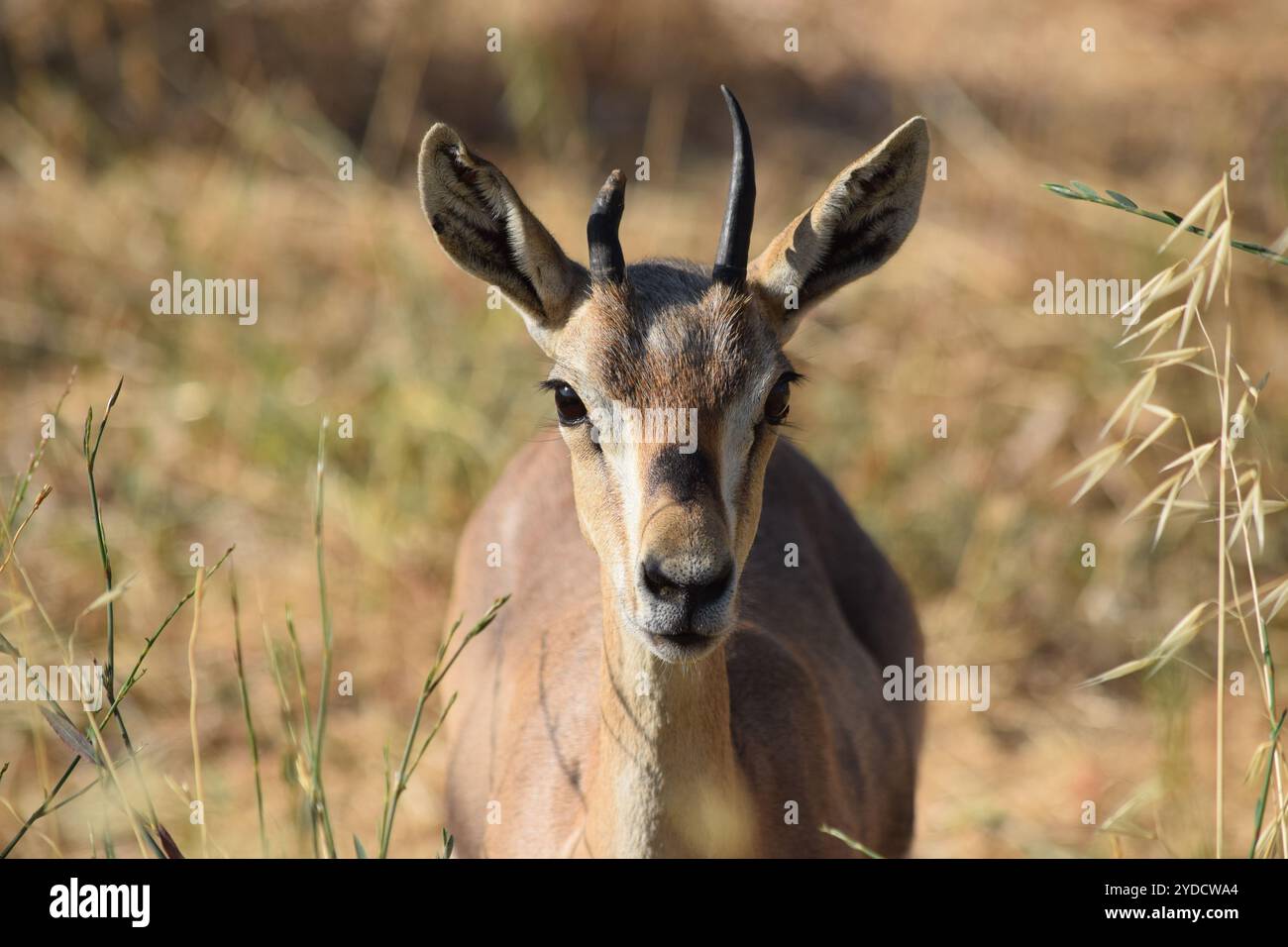 Gazelle de montagne (Gazella gazella) femelle, Gazelle Valley, Jérusalem, Israël Banque D'Images