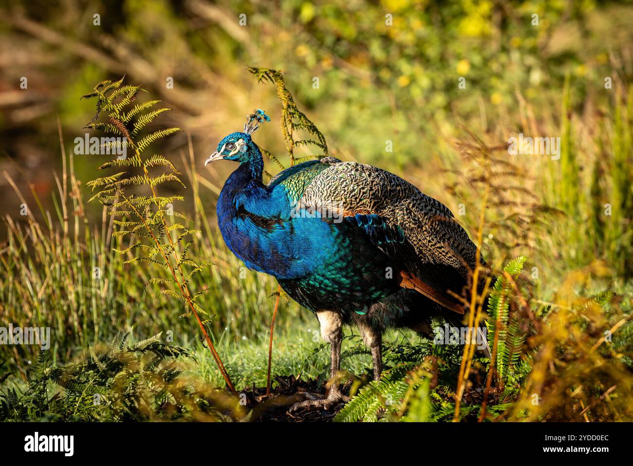 Gros plan d'un paon indien montrant le plumage irisé Banque D'Images