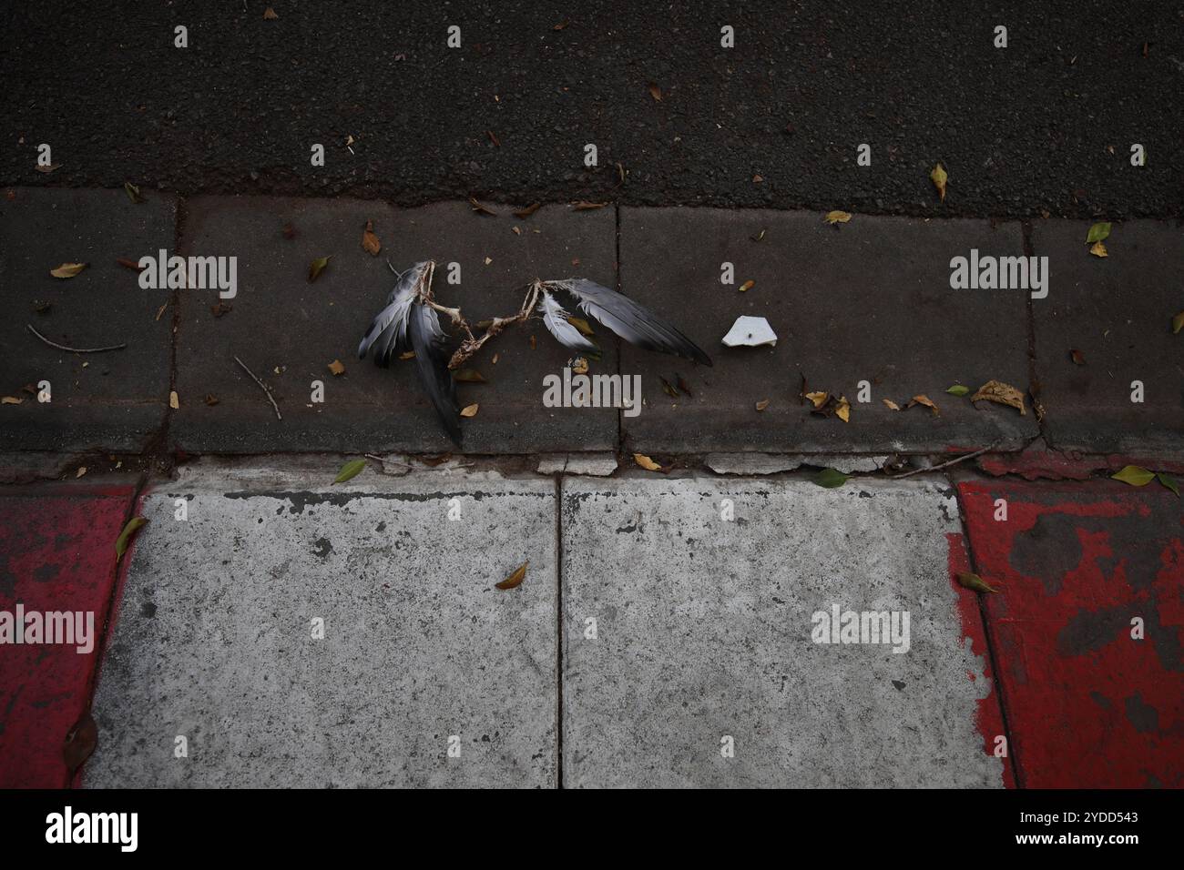 Le squelette d'un pigeon dans la rue de tel Aviv, Israël, le 12 octobre 2024. Photo de Raquel G. Frohlich. Banque D'Images