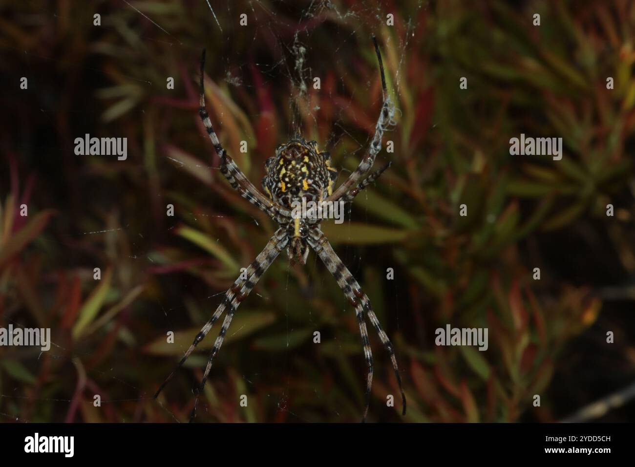 Araignée Orbweb de jardin commune (Argiope australis) Banque D'Images