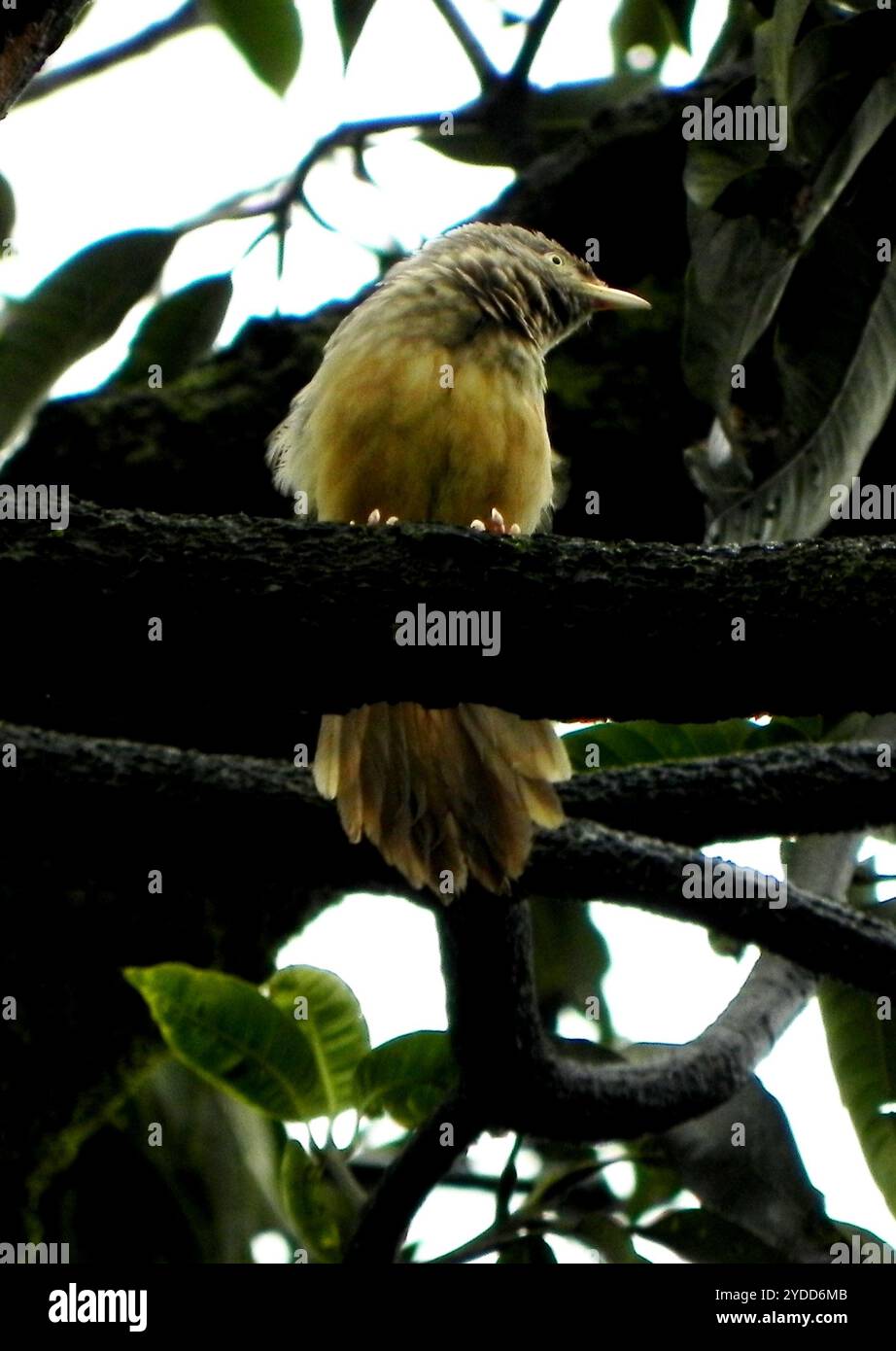 Jungle Babbler (Argya striata) Banque D'Images