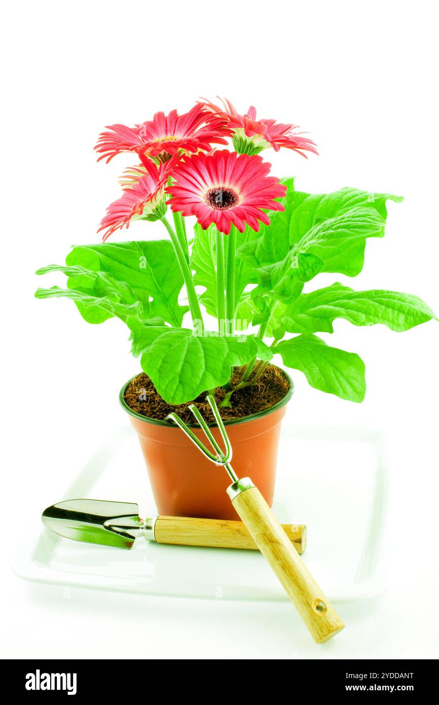 Gerbera rose dans un pot avec hachoir de floriculture et pelle Banque D'Images