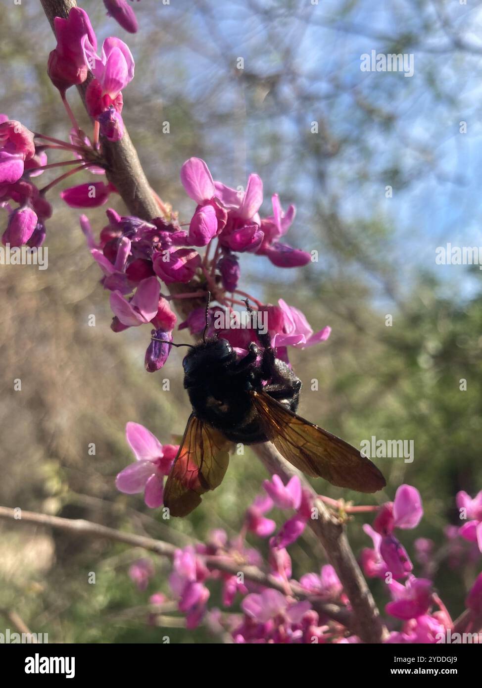 Abeille charpentier de la vallée (Xylocopa sonorina) Banque D'Images