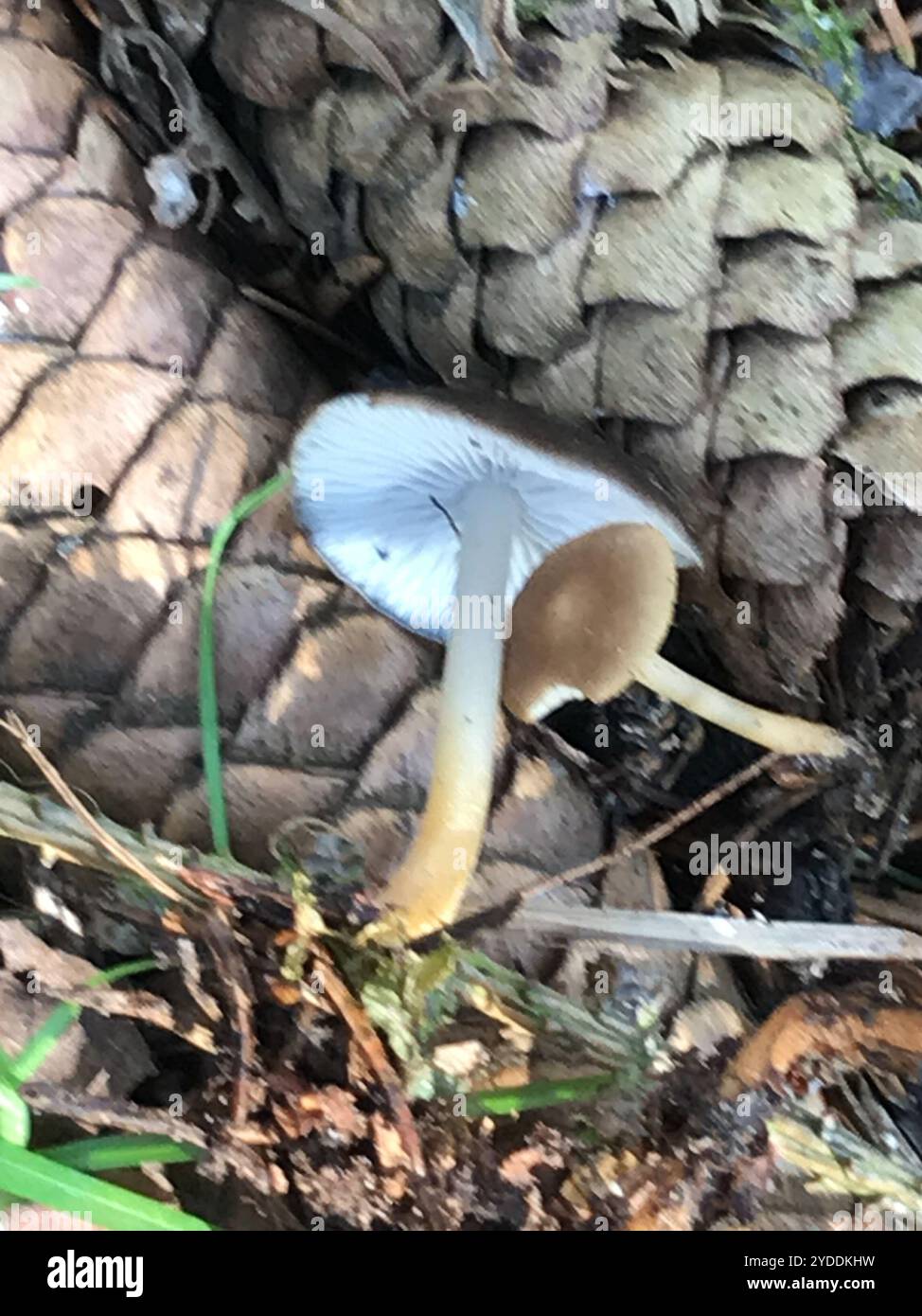 Casquette Sprucecone (Strobilurus esculentus) Banque D'Images