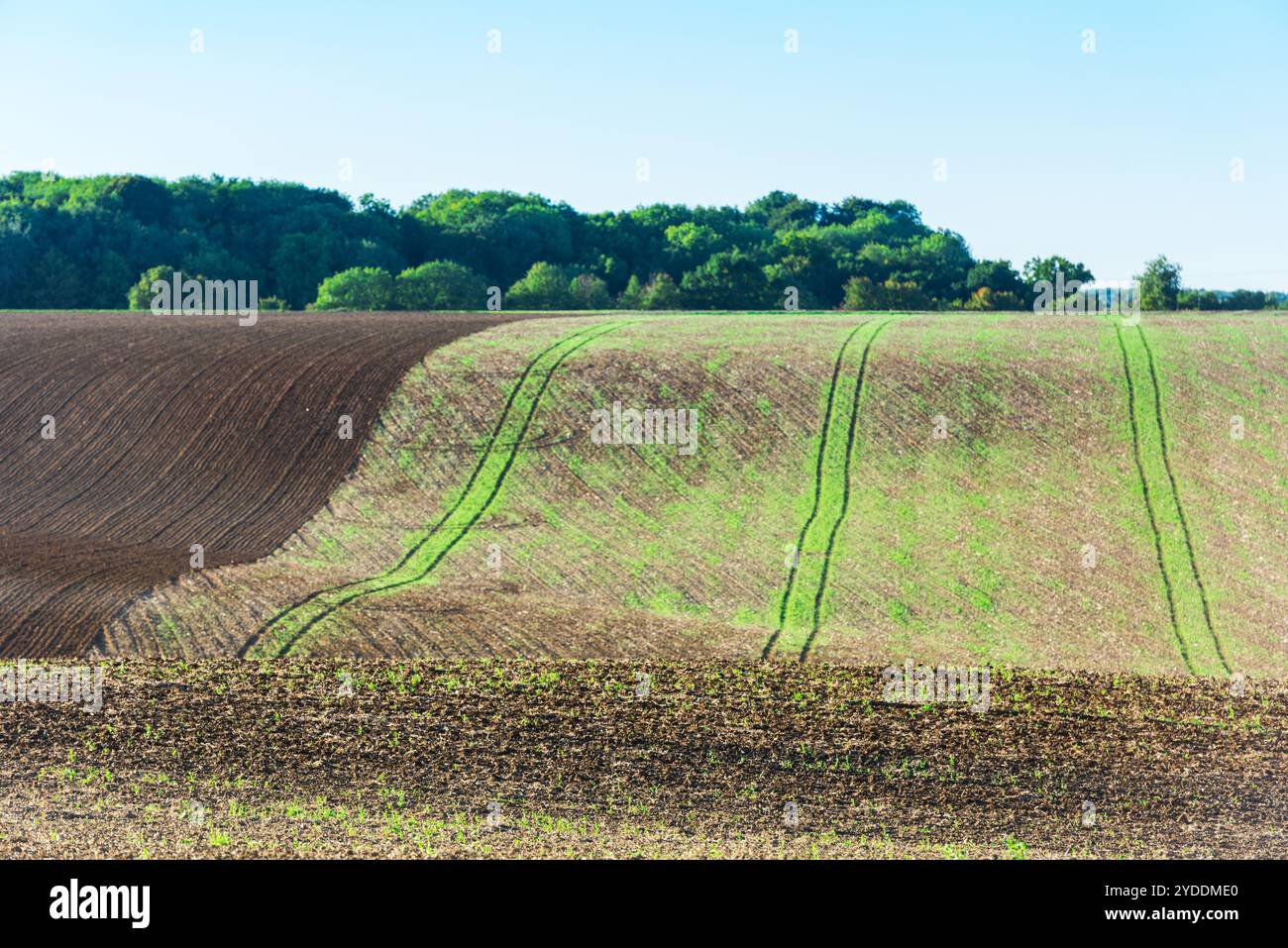 Champ agricole sur une colline avec de jeunes pousses Banque D'Images
