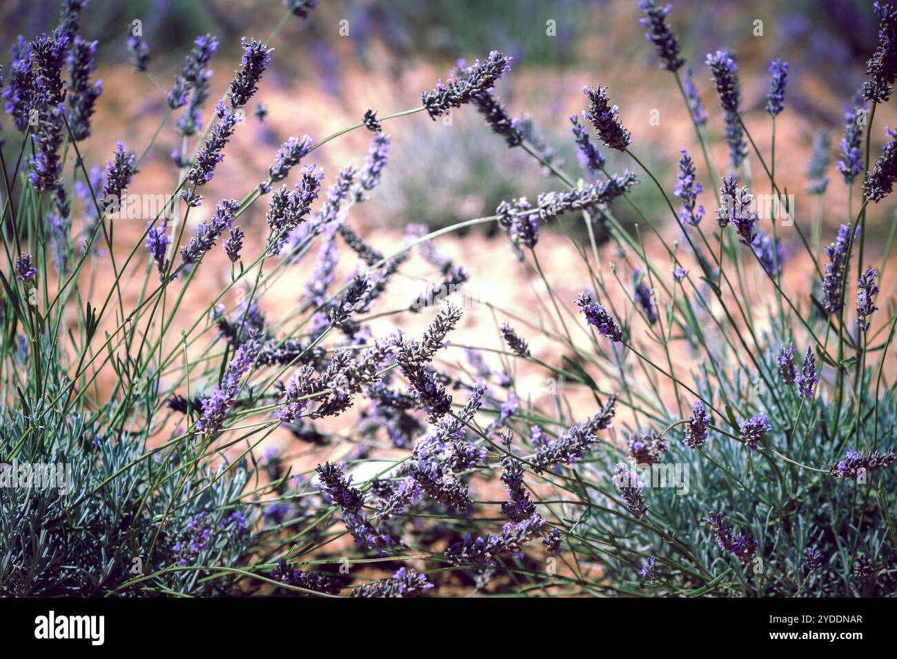 Close Up de champ de lavande Banque D'Images