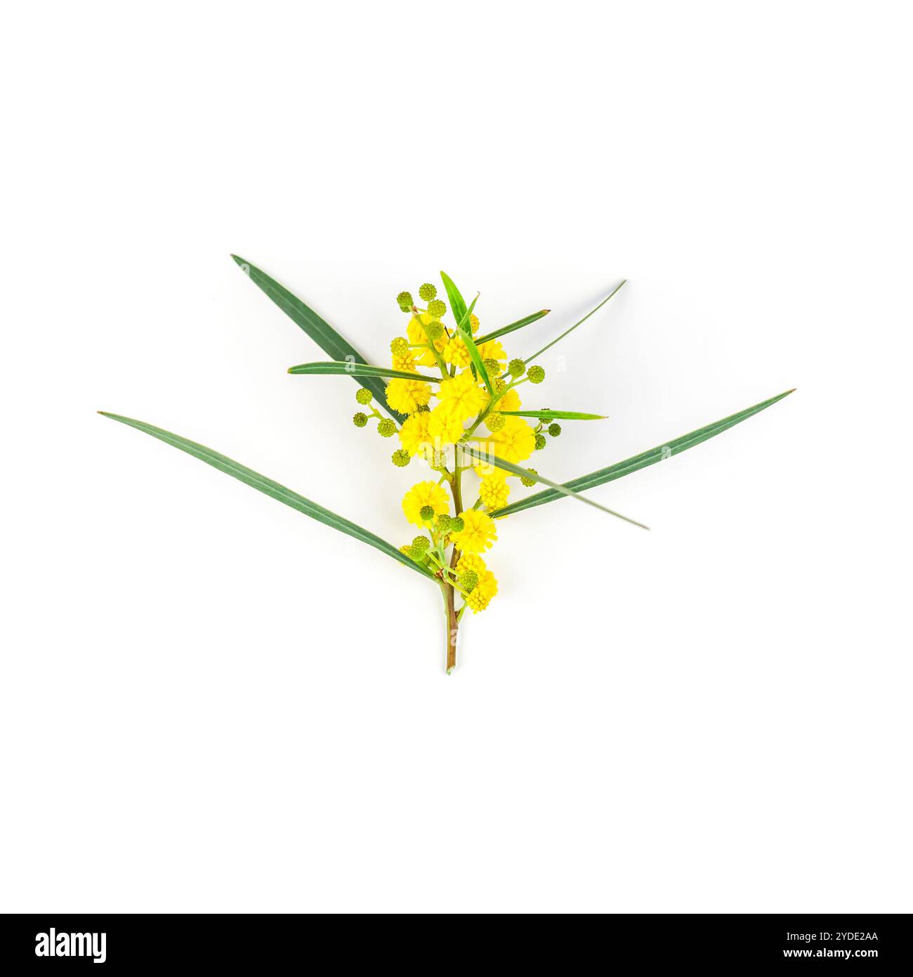 Acacia pycnantha isolé sur fond blanc Banque D'Images