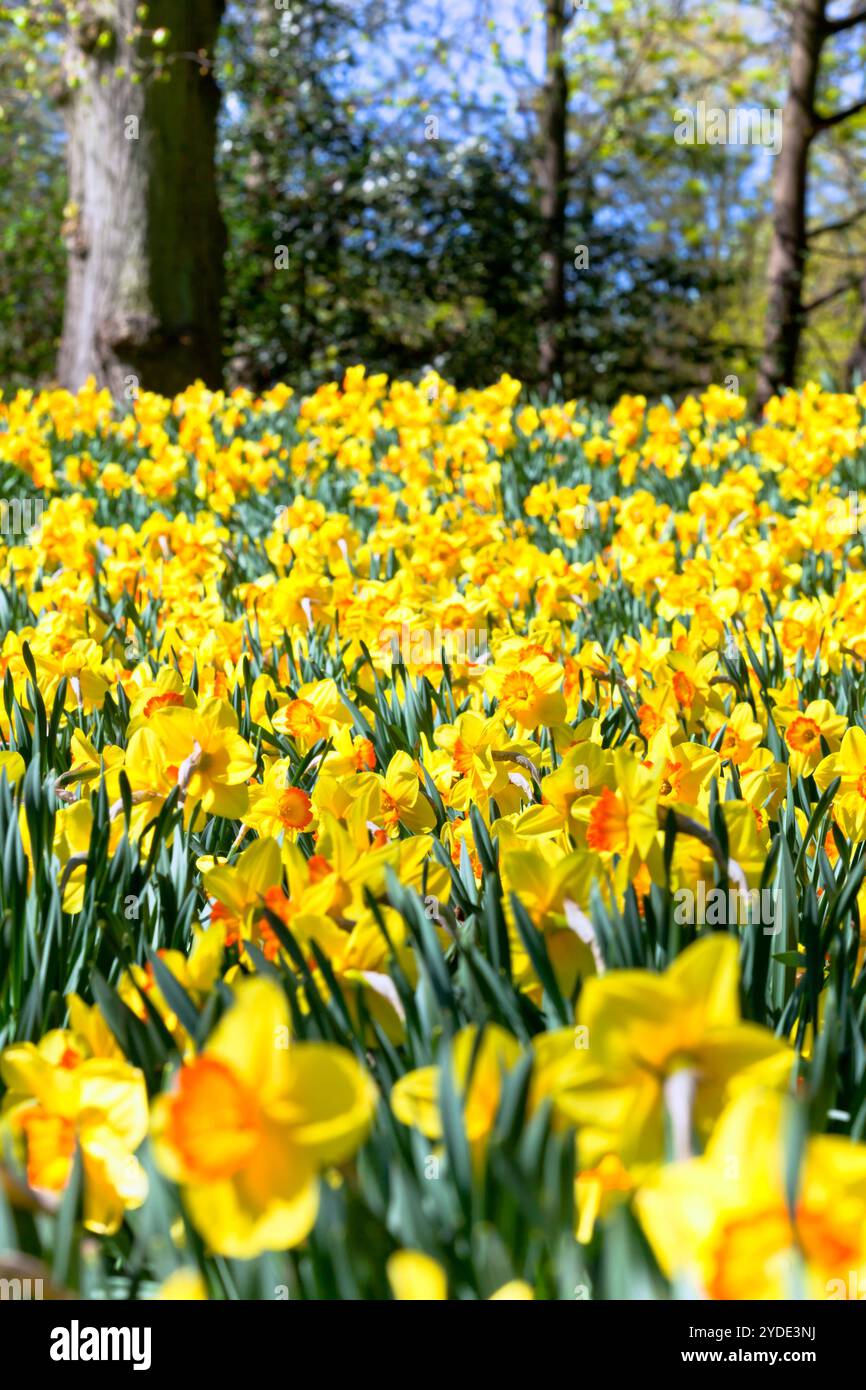 Parterre de narcisse jaune Banque D'Images
