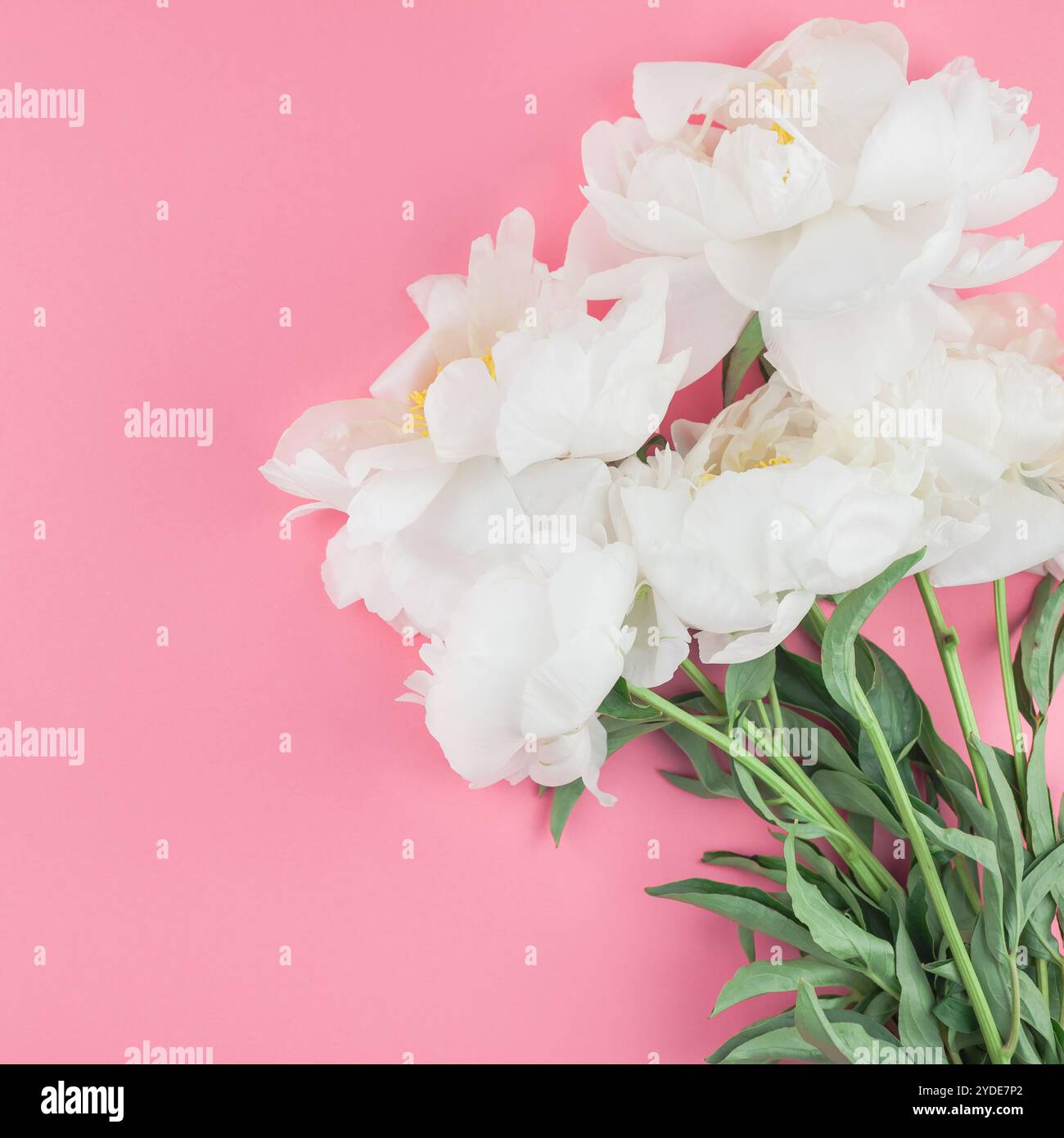 Fleurs de pivoine blanche en fleurs Banque D'Images