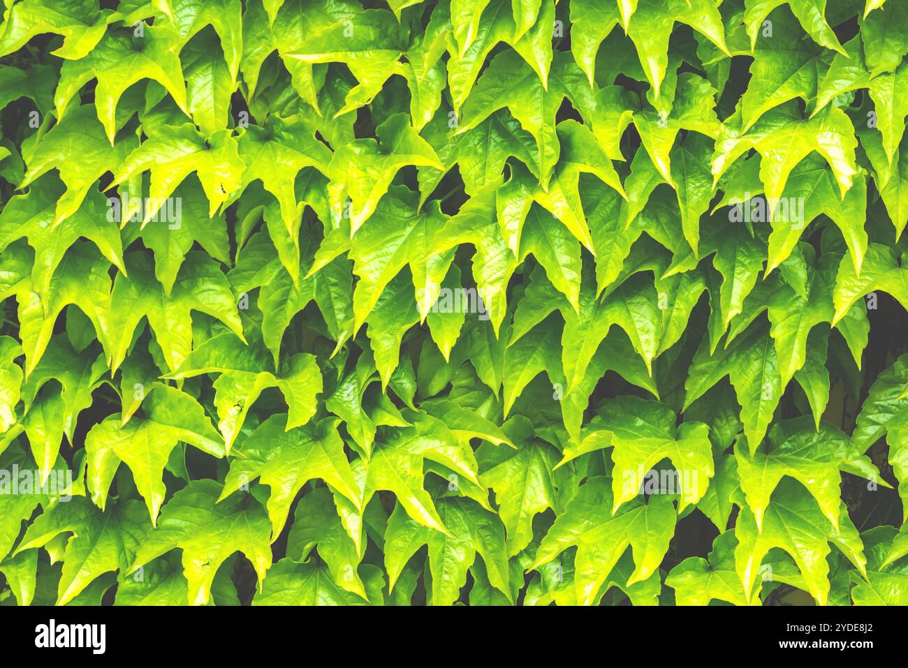Tissu de fond vert Banque D'Images