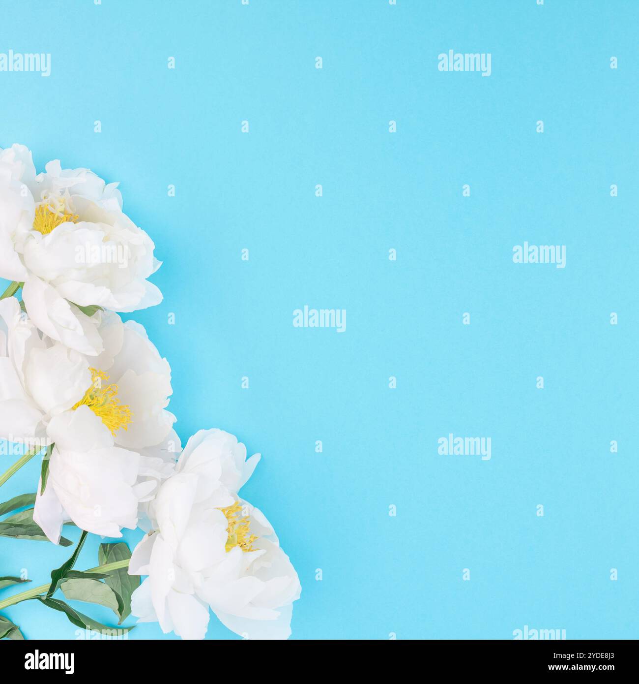 Fleurs de pivoine blanche en fleurs Banque D'Images